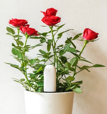 Xiaomi Smart Flower Monitor анализатор почвы Xiaomi Smart Flower Monitor